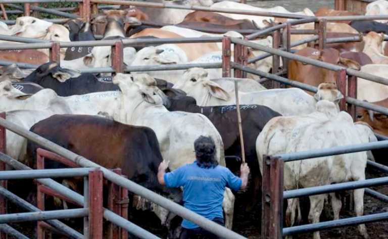 Petro emite decreto para revivir los mataderos municipales